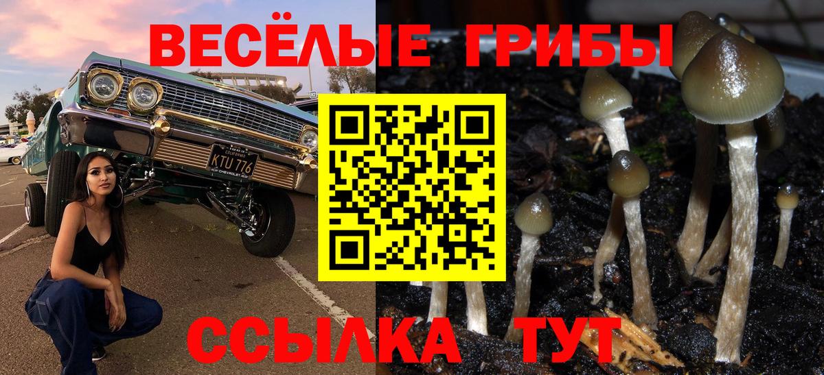 Псилоцибиновые грибы Psilocybine cubensis Балаково